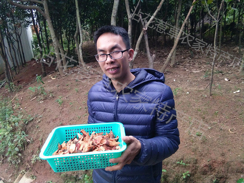 龙眼根新鲜老树桂圆树根现挖现寄,已经切好段,可以直接使用