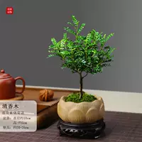 Лотос -обжаренный фарфоровый горшок, прозрачная древесина для ладана+основание смолы+мох и посадка в горшок