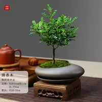 Эллипс фиолетовый песчаный горшок прозрачный ароматный дерево+фиолетовый песочный тарелка+куриные крылышки деревянное основание+мх, посадка для горшка