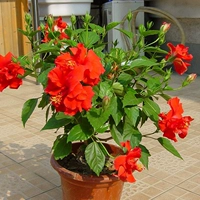 Большие красные двойные лепестки [с цветочными почками] 7-летние саженцы (оригинальный горшок из почвы)