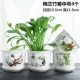 Meilan Bamboo Chrysanthemum 4