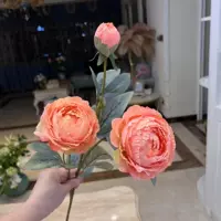 Коралловый порошок