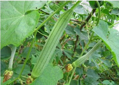 Овощный зеленый лук, петрушка для посадки на балконы.