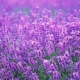 Lavender 50 комплектов наборов