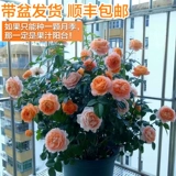 Сок балконная роза саженцы цветов в горшках роза ароматная очень большие цветы с бутонами, цветущими в любое время года с бутонами красный сок