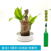 Бразильское дерево диаметром 4-5см + белая фарфоровая раковина + Грут