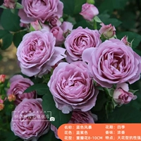 Синий шторм