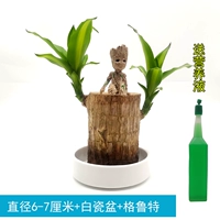 Бразильское дерево диаметром 6-7см + белая фарфоровая раковина + Грут