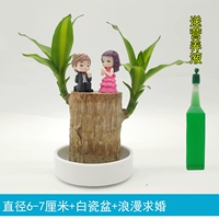 Диаметр бразильского дерева 6-7 см + раковина из белого фарфора + романтическое предложение