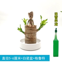 Бразильское дерево диаметром 5-6см + белая фарфоровая раковина + Грут