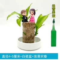 Бразильское дерево диаметром 4-5 см + раковина из белого фарфора + романтическое предложение