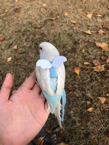 Птичья попугая летающая веревка -ortout -out Птица тренировочная веревка Ультра -светлая брат летающая утка утка артефакт