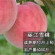 Пятилетние саженцы Lijiang Snow Peach приносят плоды в том же году [красивая форма дерева] и подходят для посадки новичков!