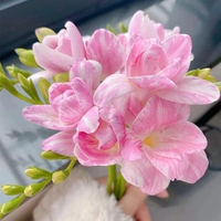 A10 Big Pink Xiangxuelan 5 голов+2 пакета органических удобрений