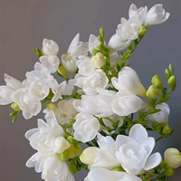 A1 White Xiangxuelan 5 шаров+2 мешки с органическими удобрениями