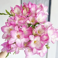 A8 Pink Xiangxuelan 5 шаров+2 сумки органические удобрения
