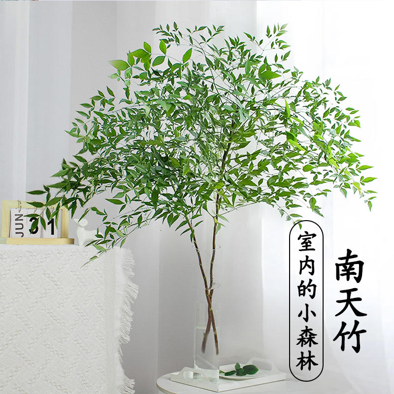 水培南天竹盆栽20-30cm1枝 6元 （需用券） 