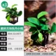 3 Peony xiaolong 3 из фиолетовых песчаных блоков