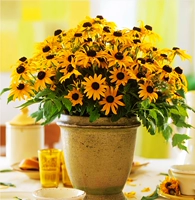 100 черного сердца хризантема [купить 2 получить 1 бесплатно]