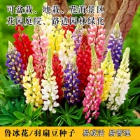 50 Lu Bing Flowers [купить 2 получить 1 бесплатно]