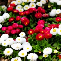 100 ромашек [купить 2 получить 1 бесплатно]