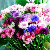 100 капсул из кукурузных цветов [купить 2 получить 1 бесплатно]