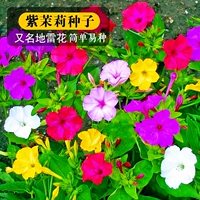 50 таблеток фиолетового жасмина [купить 2 получить 1 бесплатно]