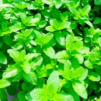 100 минут [купить 2 получить 1 бесплатно]