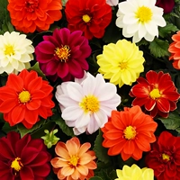 100 таблеток Xioolihua [купить 2 получить 1 бесплатно]