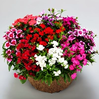 200 кусочков красочного Дианта [купить 2 получить 1 бесплатно]