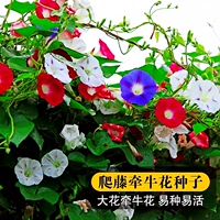 50 Утренних таблеток Glory [купить 2 получить 1 бесплатно]