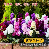 100 фиалки [купить 2 получить 1 бесплатно]