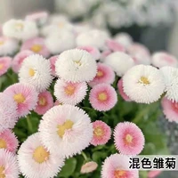 Смешанный -color Daisy 200 капсулы+2 пачки удобрений купить два получите один бесплатно