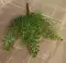 [Hoa ở phía bên kia] thân ngắn cây dương xỉ đầu tiên mô phỏng lá dương xỉ Lá Ba Tư nhựa thực vật thủy sinh tường cây cỏ giả hạc chớp mỹ bình hoa giả đẹp để phòng khách Cây hoa trang trí
