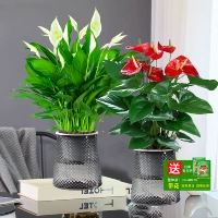 【2 Набор бассейна】 дополнительная белая ладонь + дополнительная антрацит + (Star Basin)