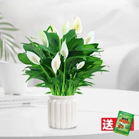 [Горячий новый продукт] Супер белая ладонь с цветами + белый бассейн с водопоглощанием тирамису