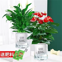 【2 набор бассейна】 дополнительная белая ладонь + специальная антрацит (Good Morning Basin)