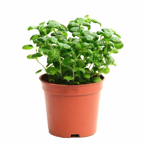 办公室内桌面小盆栽黑珍珠净化空气缓解疲劳生态缸微景观组盆绿植