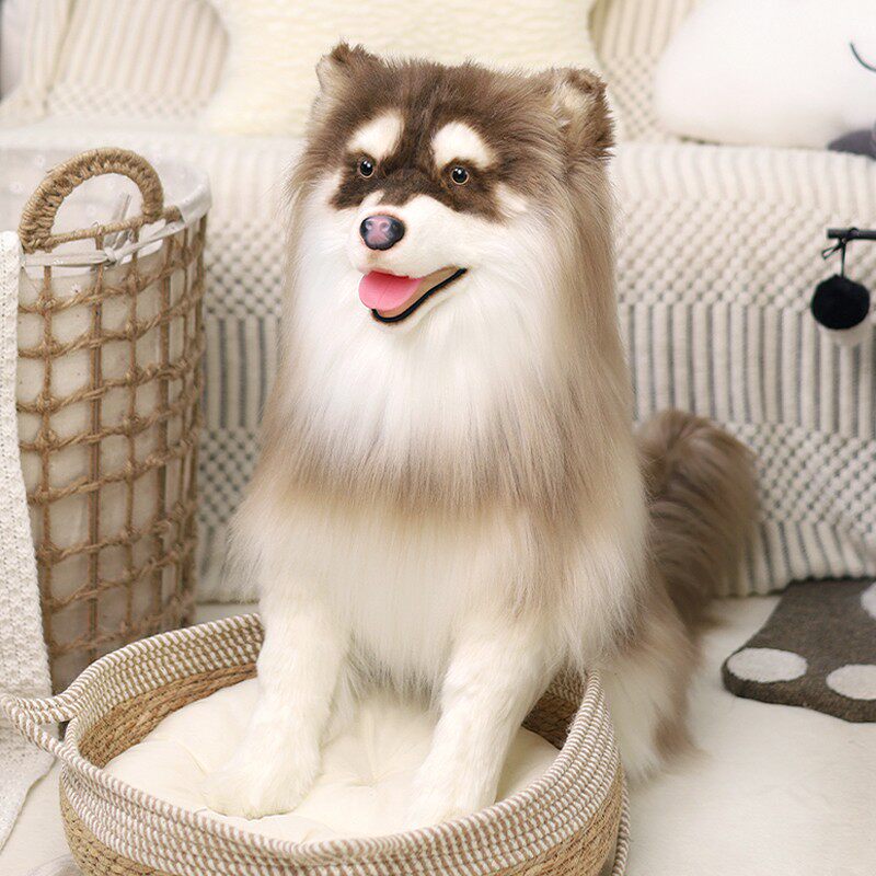 阿拉斯加犬怎么养 阿拉斯加雪橇犬养殖方法