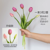 Чангжи розовые фиолетовые тюльпаны [увлажняющие эмоции]