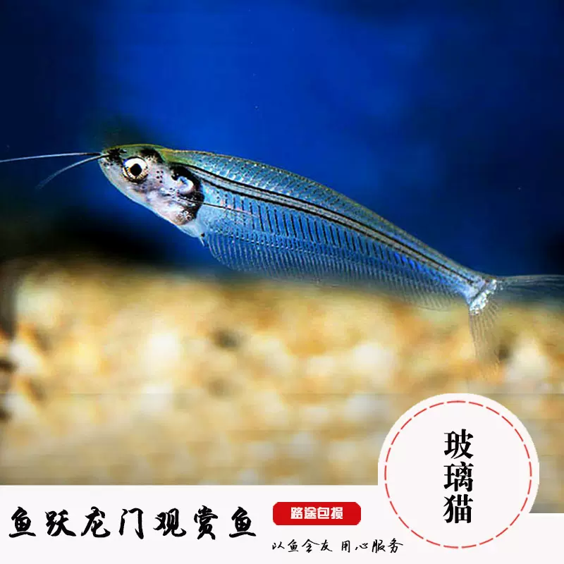 古代蝴蝶魚小型魚觀賞淡水魚熱帶魚上層活體水族魚古代蝴蝶魚活體