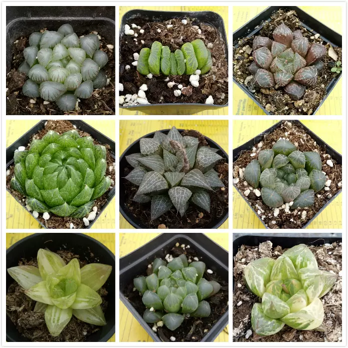 店长推荐趣味多肉植物大棚直销室内盆栽小肉肉多肉植物组合盆栽