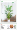 1.8米散尾葵送圆盆☘环保材质