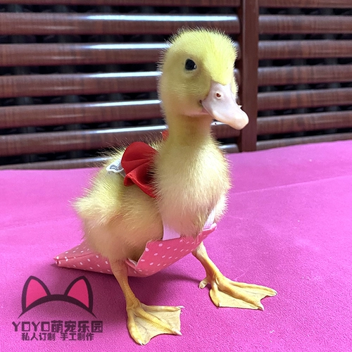 Йо-йо, штаны, делается под заказ, утка, популярно в интернете, домашний питомец