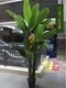 2,5 метра Большое банановое дерево без кастрюль или бананов