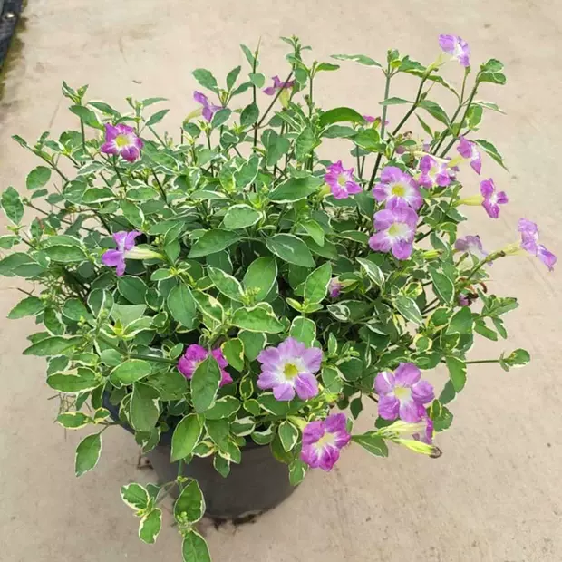 女王竹盆栽植物新款客厅办公桌绿植花卉多年生好养活耐阴