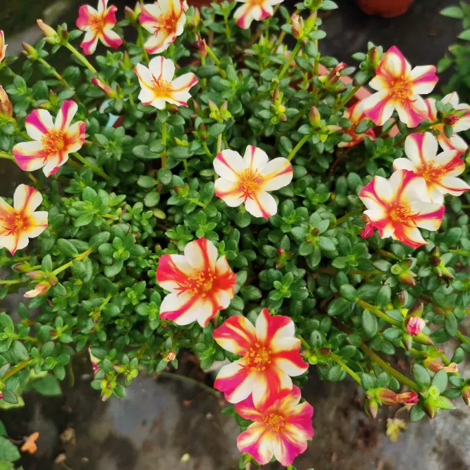 女王竹盆栽植物新款客厅办公桌绿植花卉多年生好养活耐阴