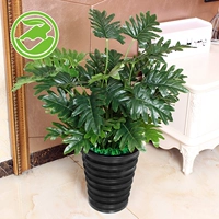 65 см Шуанлин Таро+горшок+трава