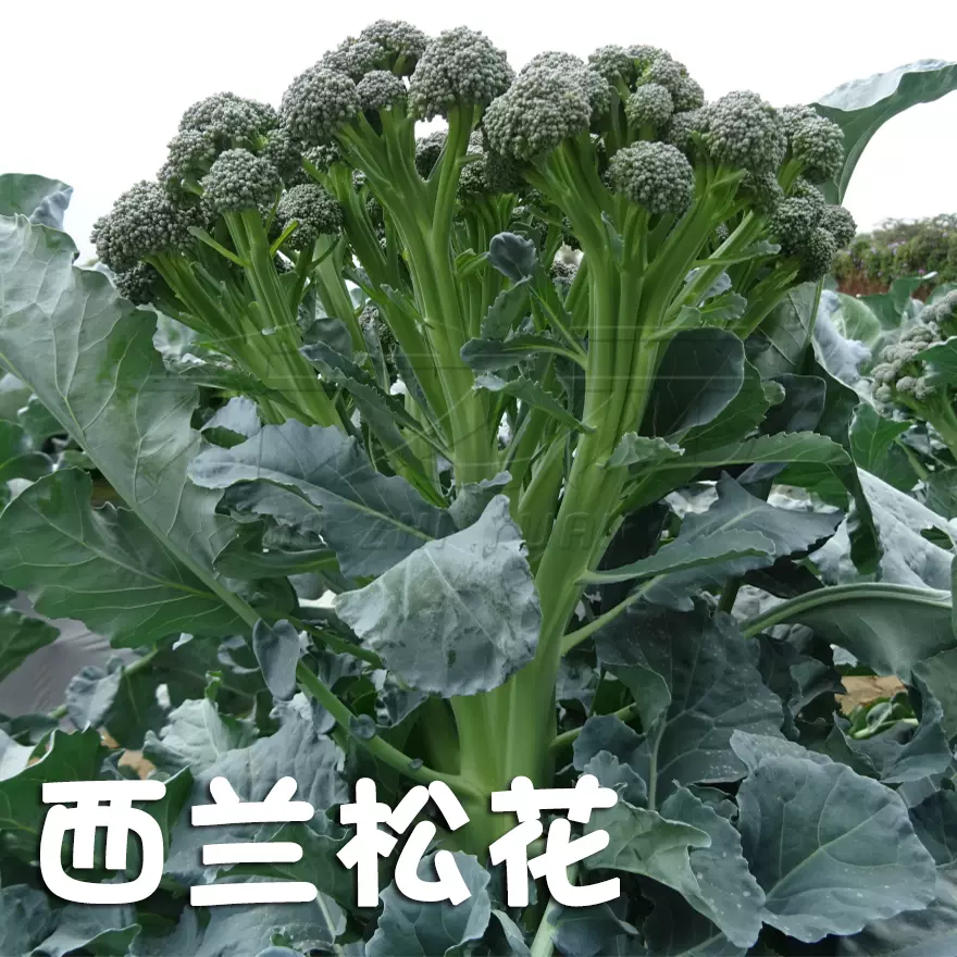 西兰苔种子有机西洋芥兰小西兰花芦笋青花菜笋秀兰芥蓝籽四季春季