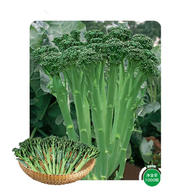西兰苔种子有机西洋芥兰小西兰花芦笋青花菜笋秀兰芥蓝籽四季春季